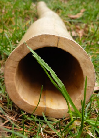 Didgeridoo z bezu: Rozměry- 112x7,9cm / cena- 2000Kč