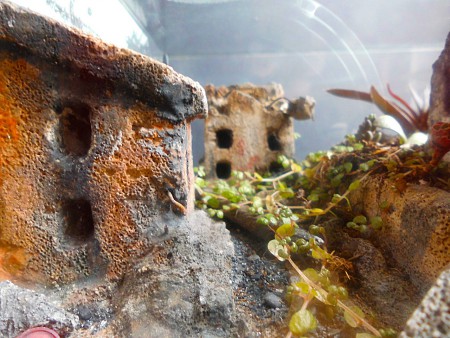 Camponotus nicobarensis v opustenom meste: rozmery- 40x30x20cm